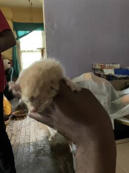 Domestic Short Hair Cats Available for Adoption in Dallas, Texas - WIGGLY | PetCurious