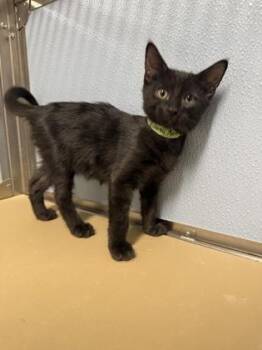 Geo -  Domestic Short Hair Cat for Adoption in West Chester, Pennsylvania - Geo | PetCurious