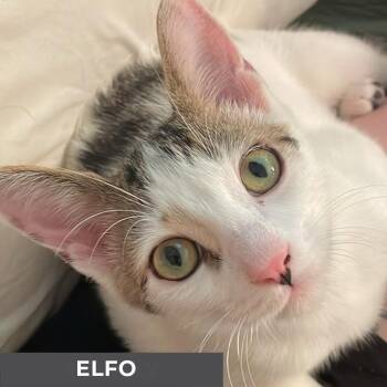 Rescue Domestic Short Hair Cats for Adoption in Toronto, Ontario - Elfo | PetCurious