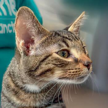Atticus -  American Shorthair Cat for Adoption in Chapel Hill, North Carolina - Atticus | PetCurious