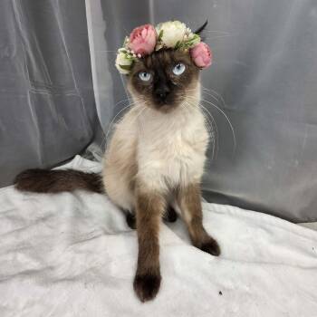 Marie -  Siamese Cat for Adoption in Foley, Alabama - Marie | PetCurious