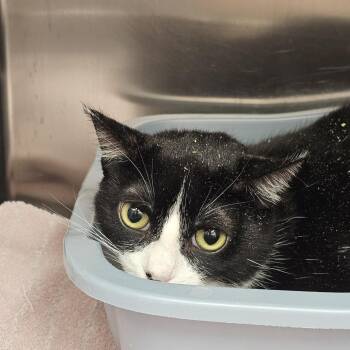 Georgie -  Domestic Short Hair Cat for Adoption in Burlington, Ontario - Georgie | PetCurious