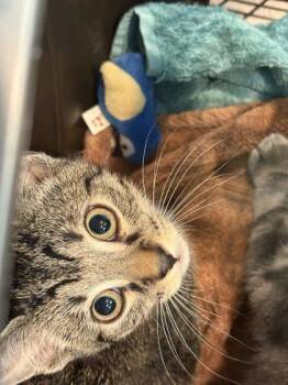 Sorbet -  Domestic Short Hair Cat for Adoption in Memphis, Tennessee - Sorbet | PetCurious