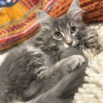Ryan -  Domestic Long Hair Cat for Adoption in Overland Park, Kansas - Ryan | PetCurious