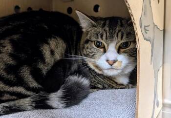 Domestic Short Hair Cats Available for Adoption in Sechelt, British Columbia - Mino | PetCurious