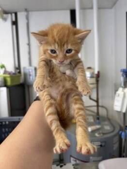 Churu -  Domestic Short Hair Cat for Adoption in West Chester, Pennsylvania - Churu | PetCurious