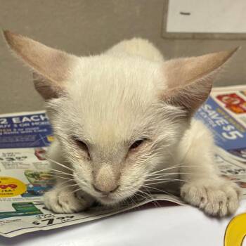 Ketchup -  Domestic Short Hair Cat for Adoption in Yuma, Arizona - Ketchup | PetCurious