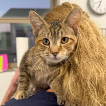 Harriett -  Domestic Short Hair Cat for Adoption in Canton, Illinois - Harriett | PetCurious