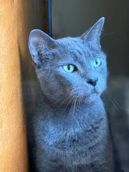 Poosh -  Domestic Short Hair Cat for Adoption in Deland, Florida - Poosh | PetCurious