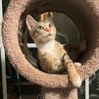 Peridot26 -  Domestic Short Hair Cat for Adoption in Youngsville, North Carolina - Peridot26 | PetCurious