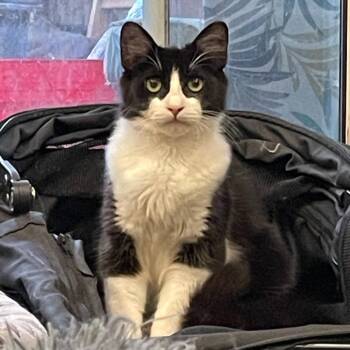 Rescue Domestic Long Hair Cats for Adoption in Los Angeles, California - Raspberry | PetCurious