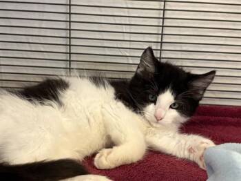 JALAPEÑO -  Domestic Long Hair Cat Available for Adoption in Rancho Cucamonga, California - JALAPEÑO | PetCurious