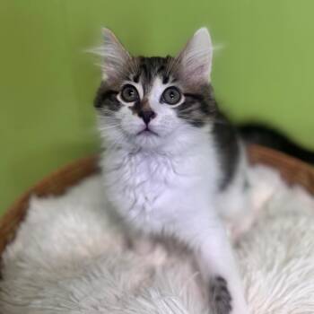 Mako -  Domestic Medium Hair Cat for Adoption in Brownsboro, Alabama - Mako | PetCurious