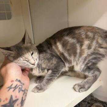 Tina -  Domestic Short Hair and Tabby Cat for Adoption in Visalia, California - Tina | PetCurious