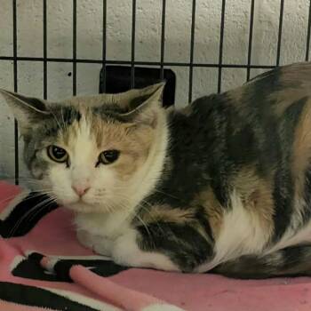 Miriam -  American Shorthair Cat for Adoption in Monroe, Michigan - Miriam | PetCurious