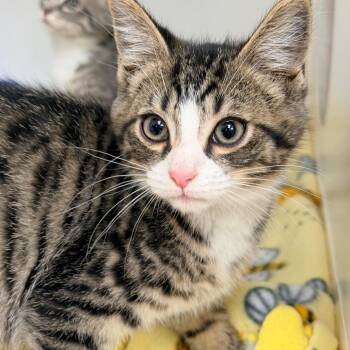 Ink -  Domestic Short Hair Cat Available for Adoption in Champaign, Illinois - Ink | PetCurious