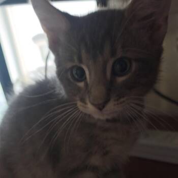 Sebastian -  Domestic Short Hair Cat for Adoption in Grantsville, Utah - Sebastian | PetCurious
