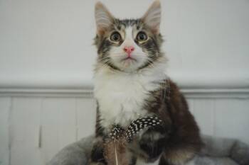 Unlicensed Forklift Frank -  Maine Coon and Domestic Long Hair Cat for Adoption in Chickasaw, Alabama - Unlicensed Forklift Frank | PetCurious
