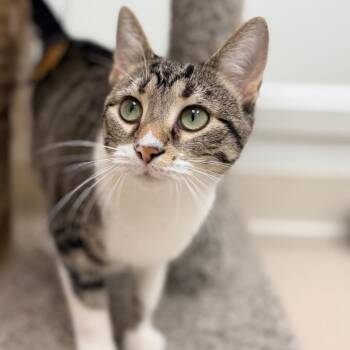 Little Bit Bit -  Domestic Short Hair Cat for Adoption in Champaign, Illinois - Little Bit Bit | PetCurious