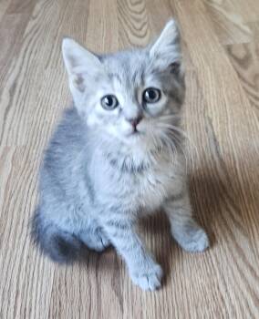 Domestic Medium Hair and Tabby Cats Available for Adoption in Elmwood Park, Wisconsin - Emerald | PetCurious