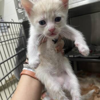 Theo -  Domestic Short Hair Cat for Adoption in Gloucester, Virginia - Theo | PetCurious