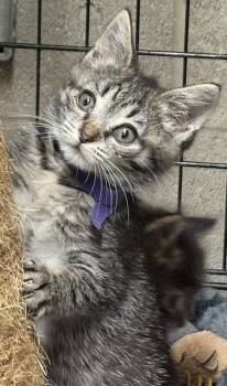 Happy Gilmore -  Tabby Cat for Adoption in Cuyahoga Falls, Ohio - Happy Gilmore | PetCurious