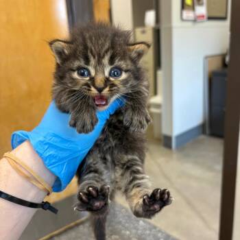 Lunch Box -  Domestic Long Hair Cat for Adoption in Columbiana, Alabama - Lunch Box | PetCurious