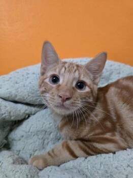 Domestic Short Hair Cats Available for Adoption in North Miami Beach, Florida - Zeni | PetCurious
