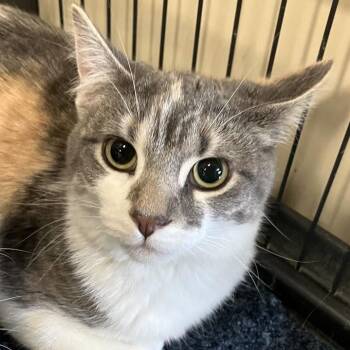 Domestic Short Hair Cats Available for Adoption in Dekalb, Illinois - Rustina | PetCurious