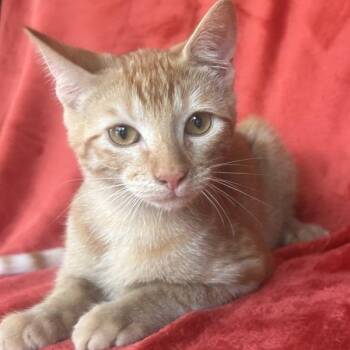 Bellweather -  Domestic Short Hair Cat for Adoption in Concord, New Hampshire - Bellweather | PetCurious
