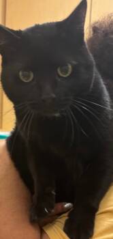 Rescue Domestic Short Hair Cats for Adoption in Elizabethton, Tennessee - TUCKER | PetCurious