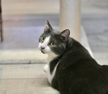 Sweet Suzy -  Tuxedo Cat for Adoption in Falmouth, Maine - Sweet Suzy | PetCurious