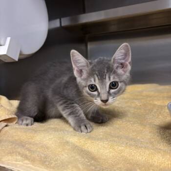 Rescue Domestic Short Hair Cats for Adoption in Sanford, Florida - Rita | PetCurious