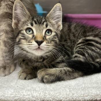 Domestic Short Hair Cats Available for Adoption in La Grange Park, Illinois - Isla 1 Of 2 | PetCurious