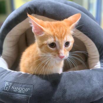 Peter -  Domestic Short Hair Cat Available for Adoption in Quincy, Illinois - Peter | PetCurious