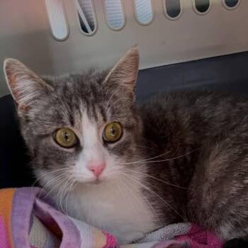 Domestic Short Hair Cats Available for Adoption in Woodbury, New Jersey - Bibimbap | PetCurious