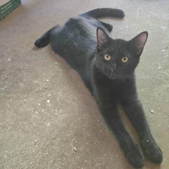 Rescue Domestic Short Hair Cats for Adoption in Warr Acres, Oklahoma - Ever | PetCurious