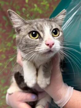 Domestic Short Hair Cats Available for Adoption - MRS. PEPPER | PetCurious