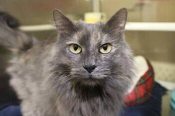 Domestic Long Hair and Domestic Short Hair Cats Available for Adoption - Jolene | PetCurious