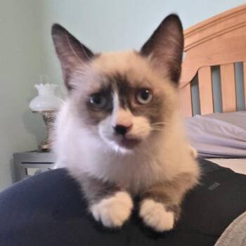 Potato -  Snowshoe Cat for Adoption in Las Vegas, Nevada - Potato | PetCurious