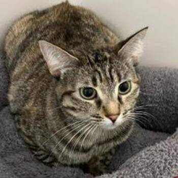 Rescue Tabby Cats for Adoption in Green Valley, Arizona - Mia | PetCurious