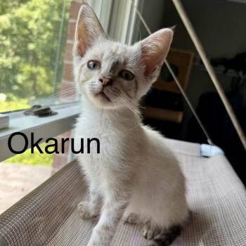 Okarun -  Siamese Cat for Adoption in Winchester, Virginia - Okarun | PetCurious