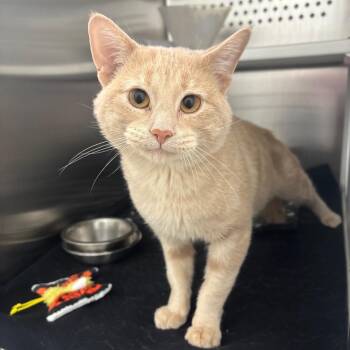 Alex -  Domestic Short Hair Cat for Adoption in Clavet, Saskatchewan - Alex | PetCurious