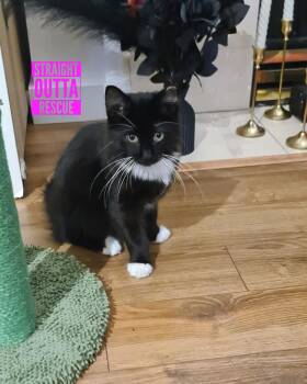 Rescue Domestic Short Hair Cats for Adoption in Vancouver, British Columbia - Vader | PetCurious