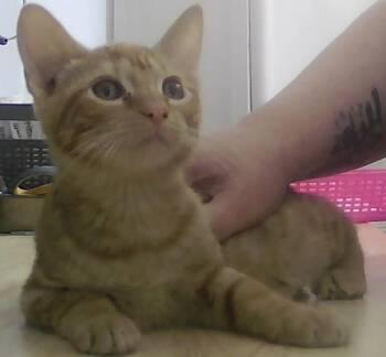 Stork -  Domestic Short Hair Cat for Adoption in Dayton, Minnesota - Stork | PetCurious