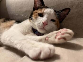 Bird -  Domestic Short Hair Cat Available for Adoption in Overland Park, Kansas - Bird | PetCurious