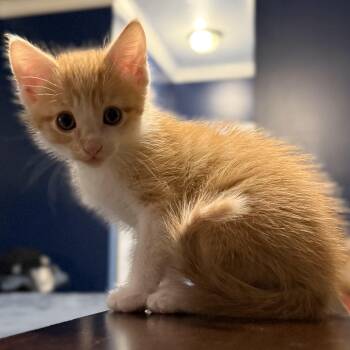 Dizzy Doodle -  Domestic Short Hair Cat for Adoption in Mckenzie, Tennessee - Dizzy Doodle | PetCurious