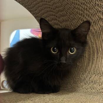 Burberry -  Domestic Long Hair Cat for Adoption in Cheyenne, Wyoming - Burberry | PetCurious
