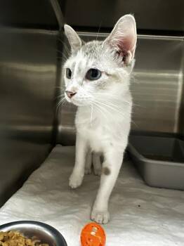 Bell -  Domestic Short Hair Cat for Adoption in Clarksville, Tennessee - Bell | PetCurious