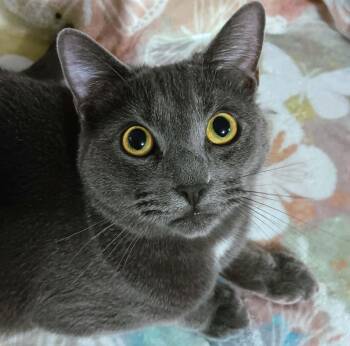 Chubby Checkers -  Russian Blue and Domestic Short Hair Cat for Adoption in Quincy, Ohio - Chubby Checkers | PetCurious